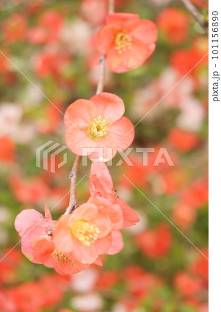 梅に似た花　赤いボケの花1 101156890