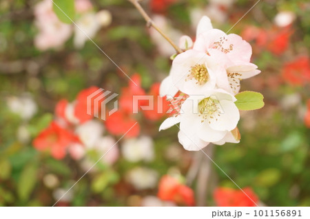 梅に似た花 ピンクのボケの花2 梅に似た花 ピンクのボケの花2 101156891