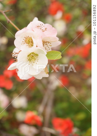 梅に似た花 ピンクのボケの花1 梅に似た花 ピンクのボケの花1 101156892