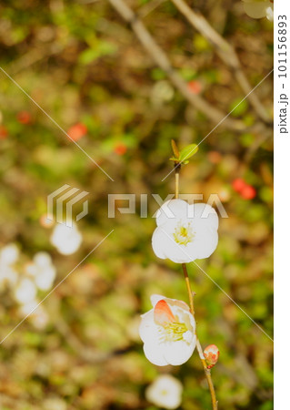 梅に似た花 白いボケの花2 梅に似た花 白いボケの花2 101156893