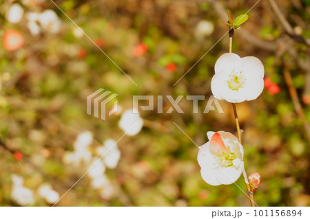 梅に似た花 白いボケの花1 梅に似た花 白いボケの花1 101156894