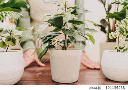 Home gardening, hobby, freelancing, cozy workplace. Grandmother gardener housewife in an apron holds a pot of ficus benjamin in her hands Home gardening, hobby, freelancing, cozy workplace. Grandmother gardener housewife in an apron holds a pot of ficus benjamin in her hands 101156958