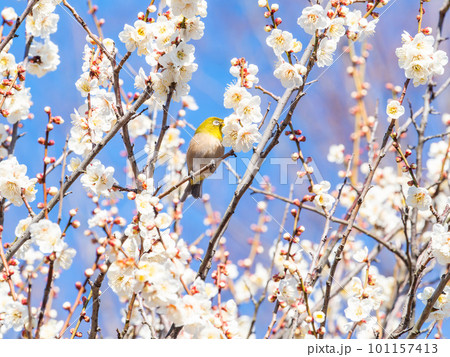 春の景色 梅の花の蜜を吸いに来たかわいいメジロ 春の景色 梅の花の蜜を吸いに来たかわいいメジロ 101157413