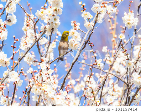 春の景色 梅の花の蜜を吸いに来たかわいいメジロ 春の景色 梅の花の蜜を吸いに来たかわいいメジロ 101157414