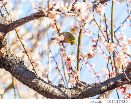 春の景色 梅の花の蜜を吸いに来たかわいいメジロ 春の景色 梅の花の蜜を吸いに来たかわいいメジロ 101157420