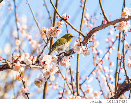 春の景色 梅の花の蜜を吸いに来たかわいいメジロ 春の景色 梅の花の蜜を吸いに来たかわいいメジロ 101157422