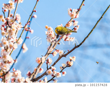 春の景色　梅の花の蜜を吸いに来たかわいいメジロ 101157428