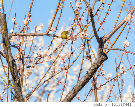 春の景色　梅の花の蜜を吸いに来たかわいいメジロ 101157441