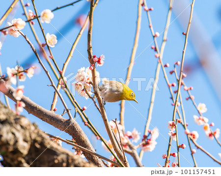 春の景色 梅の花の蜜を吸いに来たかわいいメジロ 春の景色 梅の花の蜜を吸いに来たかわいいメジロ 101157451