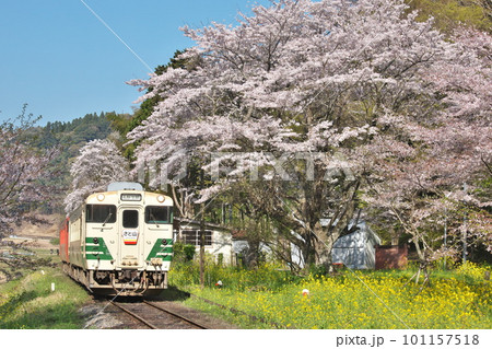 小湊鐵道、桜とキハ40 小湊鐵道、桜とキハ40 101157518