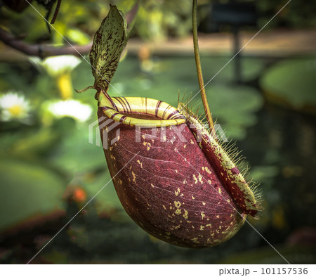 Venus flytrap plant with opened cap mouth Venus flytrap plant with opened cap mouth 101157536