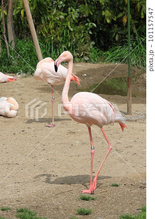 フラミンゴ フラミンゴ 101157547