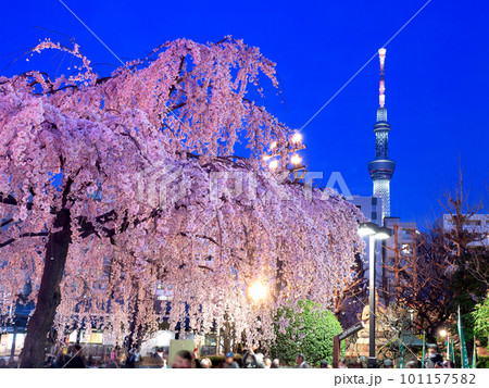 ライトアップされた夜桜とスカイツリー　東京都 101157582