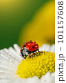 Ladybug on white flower with yellow stamens macro 101157608