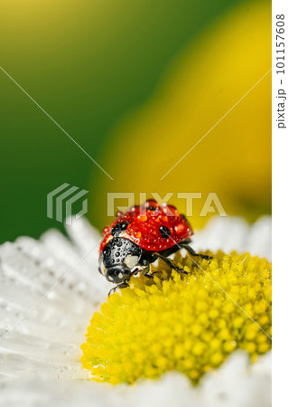 Ladybug on white flower with yellow stamens macro Ladybug on white flower with yellow stamens macro 101157608