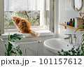 Orange cat watching the birds outside the window 101157612