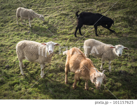 sheep and goats are grazing in green fields sheep and goats are grazing in green fields 101157625