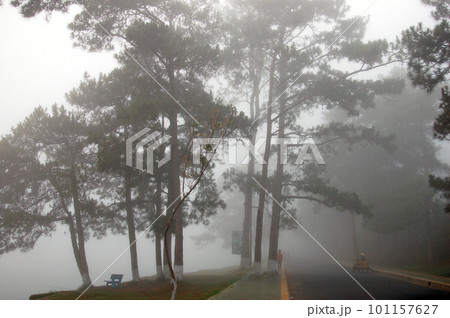 a foggy day in the forest with trees 101157627