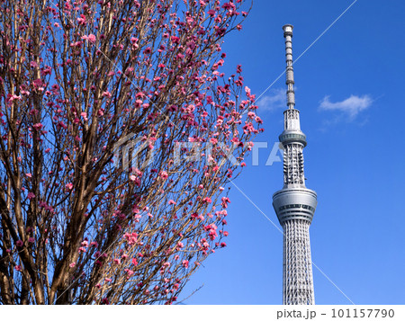 ハナモモと東京スカイツリー 101157790