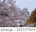 桜に彩られた姫路城（そのニ） 101157924
