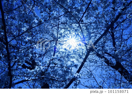 冷たい印象の桜 冷たい印象の桜 101158071