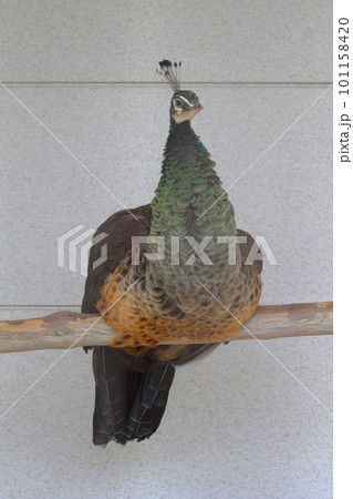 クジャク クジャク 101158420