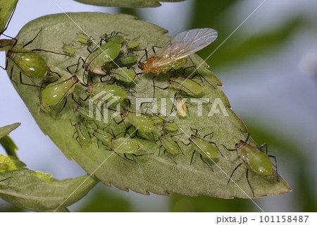 生き物　昆虫　ニワトコヒゲナガアブラムシ、ニワトコ以外にも色々な樹木につきウィルスを媒介します 101158487