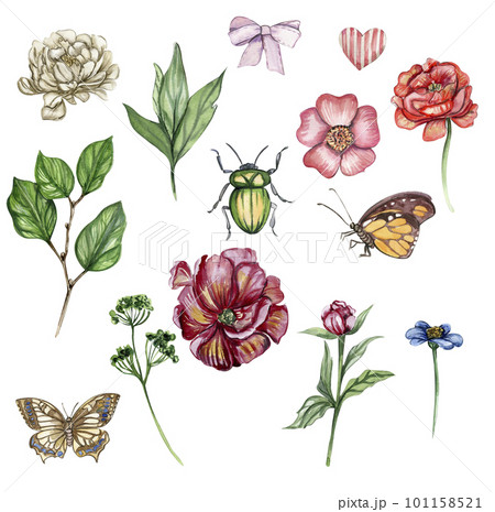 Watercolor illustration set of  flowers elements,buterfly. Hand drawn blooming flowers with watercolour on a white isolated background. Perfect for wedding invitation, greetings card,posters.  101158521