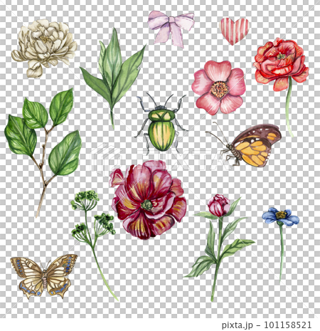 Watercolor illustration set of  flowers elements,buterfly. Hand drawn blooming flowers with watercolour on a white isolated background. Perfect for wedding invitation, greetings card,posters.  101158521
