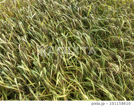 Aerial view of the rice field from drone. 101158610