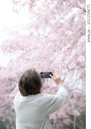 満開の桜を撮影する中年女性 縦 満開の桜を撮影する中年女性 縦 101158672