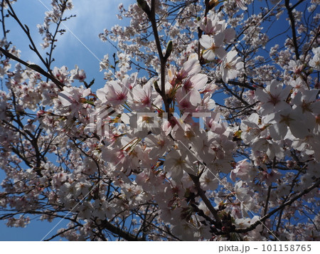 青空に映える桜 101158765