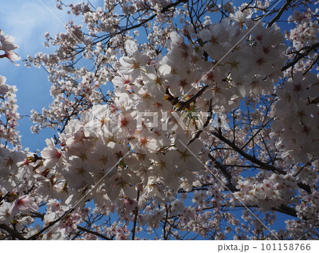 見上げた桜 見上げた桜 101158766