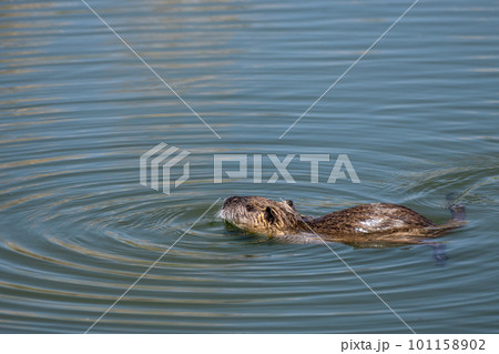 淀川のワンドを泳ぐヌートリア　特定外来生物 101158902