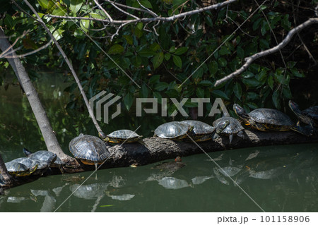 倒木の上で甲羅干しするアカミミガメ　要注意外来生物 101158906