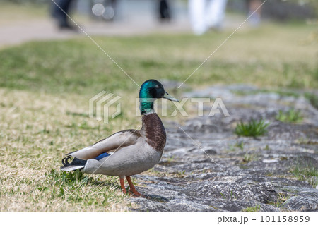 賀茂川の川原に立つマガモ（オス） 101158959