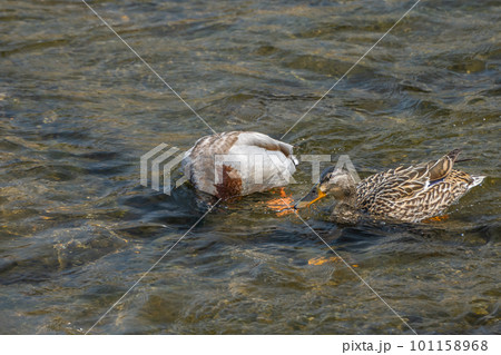 水の中に顔を入れて餌を探すマガモ(オスとメス) 水の中に顔を入れて餌を探すマガモ(オスとメス) 101158968
