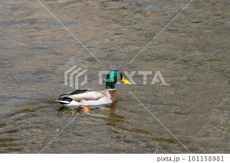 賀茂川のマガモ（オス） 101158981