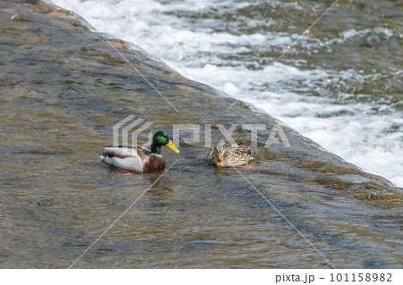 賀茂川のマガモ（オスとメス） 101158982
