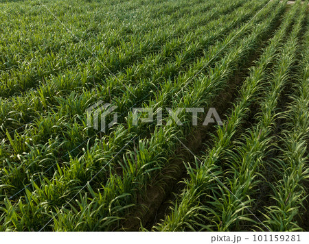 Aerial view of sugarcane plants growing at field Aerial view of sugarcane plants growing at field 101159281