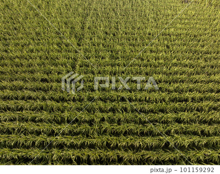 Aerial view of sugarcane plants growing at field 101159292