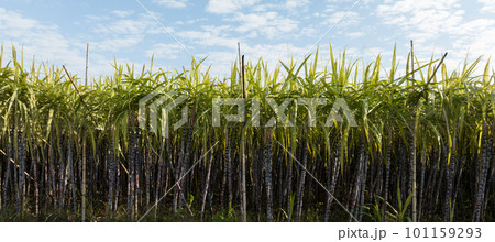 Sugarcane field with plants growing 101159293