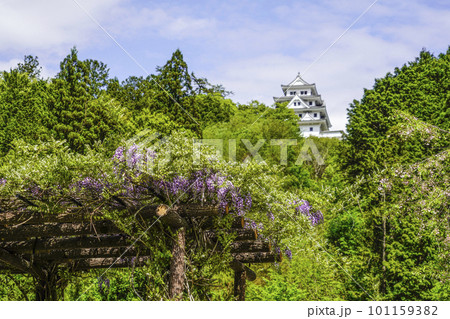 藤の花の向こうに見える郡上八幡城 101159382