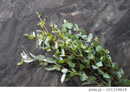 グリーン 101159629