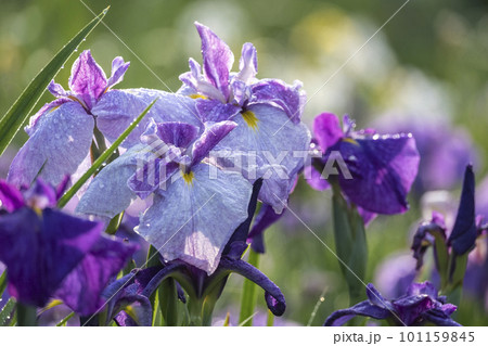 公園の水辺に咲く花ショウブ 101159845
