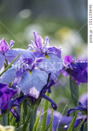 公園の水辺に咲く花ショウブ 101159846
