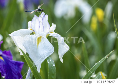 公園の水辺に咲く花ショウブ 101159847