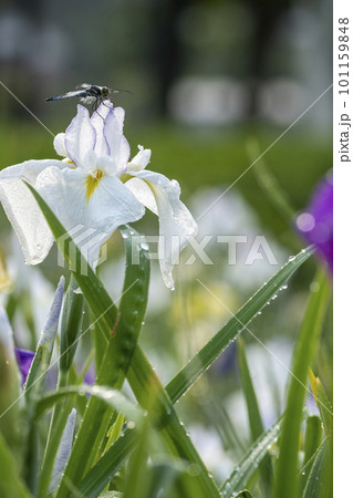 公園の水辺に咲く花ショウブ 101159848