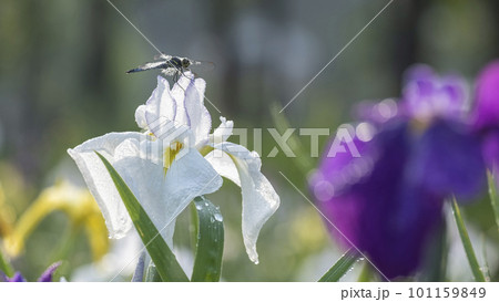 公園の水辺に咲く花ショウブ 101159849
