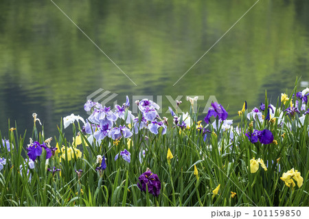 公園の水辺に咲く花ショウブ 公園の水辺に咲く花ショウブ 101159850
